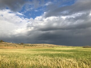 Fototapeta premium field of wheat and sky
