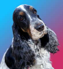 Portrait of a beautiful English Cocker Spaniel. The dog sits, head slightly tilted to the right.The colour of the blue roan with tan. Beautiful gradient background.