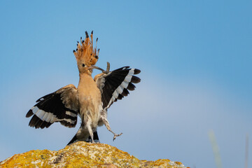 Eurasian hoopoe Upupa epops bird in the wild