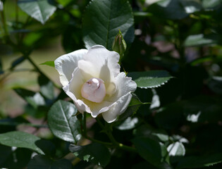 ジャクリーヌ デュ プレ　バラの花