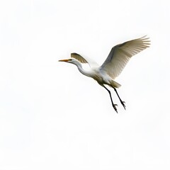 Obraz premium Grey crowned crane bird