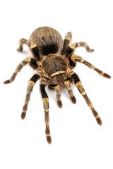 Chaco Golden Knee Tarantula (Grammostola aureostrista) on a white background.