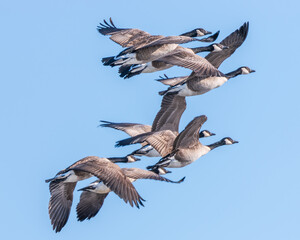 Canada geese skein flying against a blue sky 1