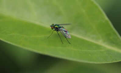 Fototapeta premium Close-up of a metallic green fly on a leaf, showcasing iridescent wings and fine details. Ideal for nature, insect, and macro photography themes.