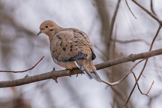 Mourning dove on brown branch 1