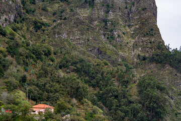 Euryops Chrysanthemoides flower Madeira Portugal