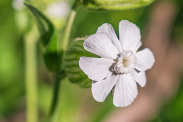 Fototapeta premium White campion 1