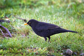 Fototapeta premium Common garden blackbird
