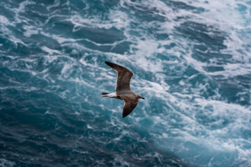 Atlantic Yellow-legged Gull (atlantis) flying low over the sea Madeira Portugal Larus michahellis...