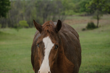 Obraz premium Sorrel blaze face gelding horse with blue and brown eye in rain weather on Texas ranch.