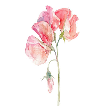 recommend clip art: A watercolor vector of Sweet Pea flower, isolated on a white background. Sweet Pea vector.
