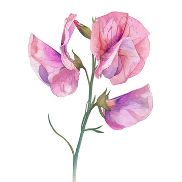 pink watercolor sweet pea flower stem clip art preview