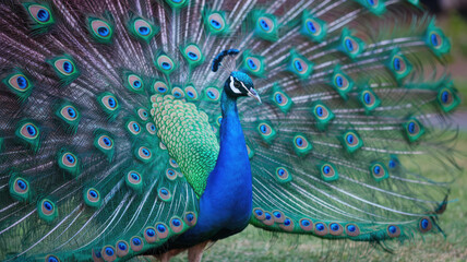 Obraz premium A peacock is standing in a grassy field with its feathers spread out. The bird is large and colorful, with a mix of blue and green feathers. The scene is peaceful and serene