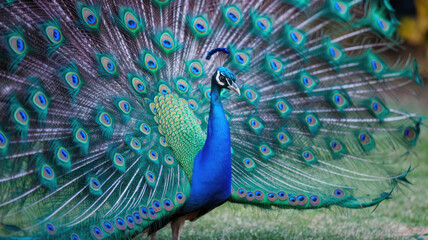 Obraz premium A peacock is standing in a grassy field with its tail spread out. The bird is surrounded by many blue and green feathers, giving it a majestic appearance. Concept of freedom and beauty