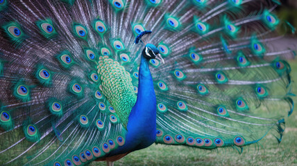 Obraz premium A blue and green peacock is standing in a grassy field. The bird has a large, colorful tail and is looking to the right