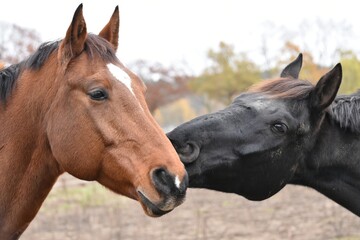 Obraz premium two parody horses stand next to each other touching each other
