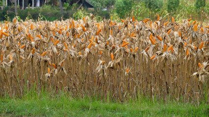 View of corn fields ready to harvest in the countryside. Corn trees ready to harvest. The fields...