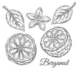 Bergamot, kaffir lime citrus fruit, green lemon slice cut with flower, leaves botanical sketch. Half tropical juicy orange. Healthy aroma food ingredient. Vintage engraving. Outline hand drawn vector