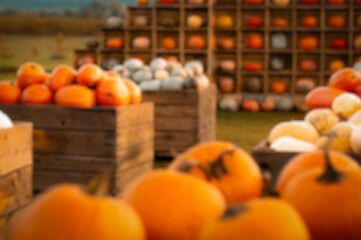 Blurred pumpkins in wooden boxes at a pumpkin display, Thanksgiving concession stand