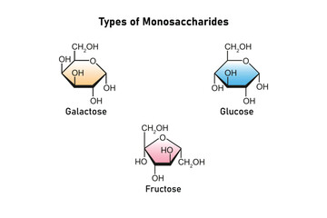Types of Monosaccharides (Glucose, Galactose and Fructose) Science Design. Vector Illustration.