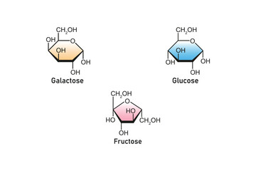 Types of Monosaccharides (Glucose, Galactose and Fructose) Science Design. Vector Illustration.