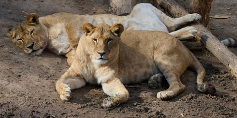 Obraz premium Two lionesses lie on the ground and rest on a summer day
