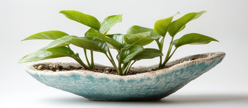 Zamioculca plant elegantly displayed in a charming ceramic vase ideal for home decor or interior design