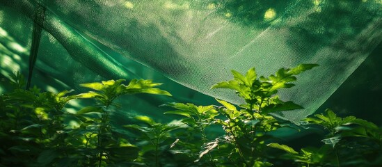 Vibrant green plants thriving under shade nets showcasing sustainable gardening practices