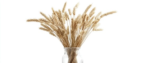 Wheat stalks elegantly arranged in a glass vase against a clean white backdrop perfect for rustic decor
