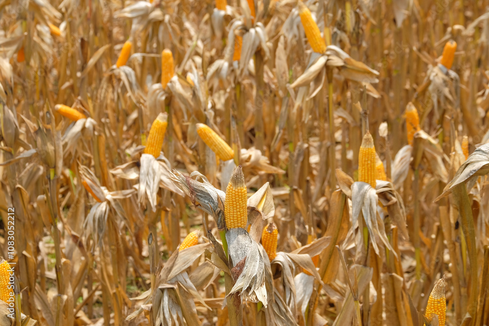 Poster closed up of corn tree with exposed kernels in abstract shapes, patterns and textures. c. natural pa