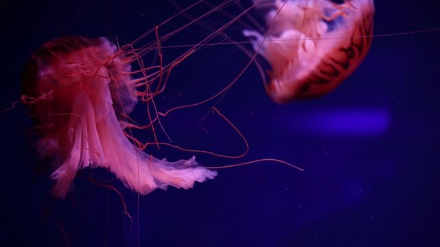 video collection. Sea and ocean jellyfish swim in the water close-up. Illumination and bioluminescence in different colors in the dark. Exotic and rare jellyfish in the aquarium