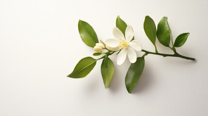 Obraz premium A single citrus tree blossom was captured on a white background
