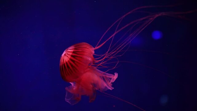 video collection. Sea and ocean jellyfish swim in the water close-up. Illumination and bioluminescence in different colors in the dark. Exotic and rare jellyfish in the aquarium