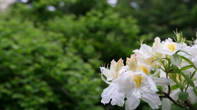 Close-up of a blossoming Rhododendron (Azalea) Persil.