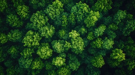 Soft lighting in a serene wooded area Aerial view of vibrant green summer textures in nature Lush forest with bright deciduous trees captured from above