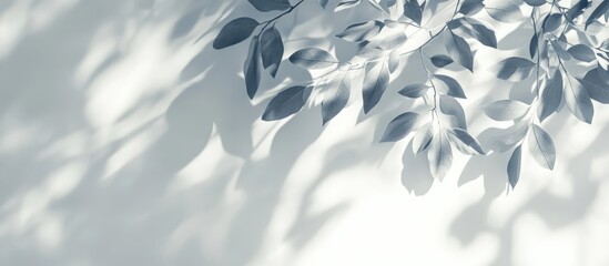 Overlay painting effect featuring gray leaf shadows on a white wall Abstract blurred background with dappled natural light