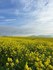 Obraz premium field of flowers