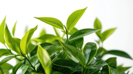 Fototapeta premium Green leaved plant against a white background Vertical composition featuring selective focus and a bright atmosphere