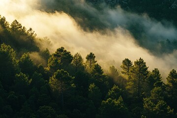 Fototapeta premium Early morning fog over a lush green valley with trees