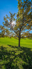 Fototapeta premium landscape with trees