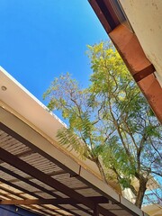Bottom view of two buildings with tree under blue sky