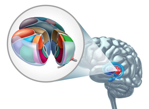 Thalamus Brain Anatomy concept as part of the diencephalon related to sensory and motor signals in the nervous system with multiple nuclei or neurons