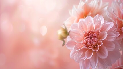 Fototapeta premium A soft-focus image of beautiful pink flowers against a dreamy background.