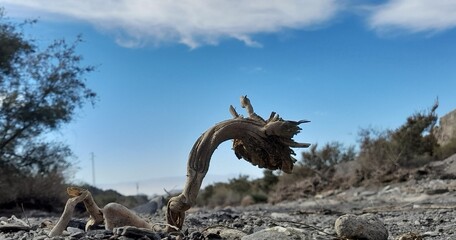 Fototapeta premium Dead driftwood desert blue sky