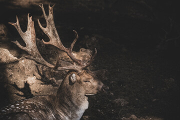 portrait of a deer in the woods