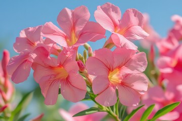 Obraz premium Pink oleander blossoms with a blurred backdrop scientifically classified as Nerium oleander often referred to as oleander
