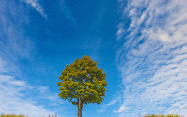 Obraz premium Tree stands in a field with a clear blue sky above it