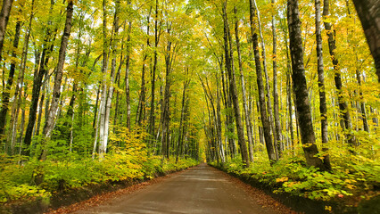 Fototapeta premium road in the forest