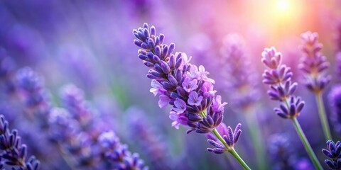 Fototapeta premium A Single Lavender Flower Blooms Amidst a Field of Purple in the Soft Glow of the Setting Sun