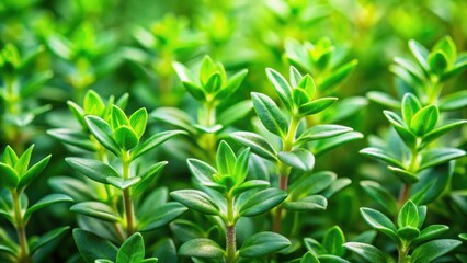 Fototapeta premium A close-up shot of vibrant green leaves, showcasing the delicate details and natural textures of flourishing foliage.
